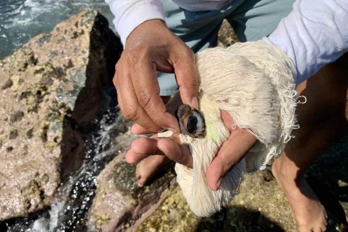 El caracol púrpura produce una secreción que es utilizada como tinta por indígenas mixtecos de Oaxaca