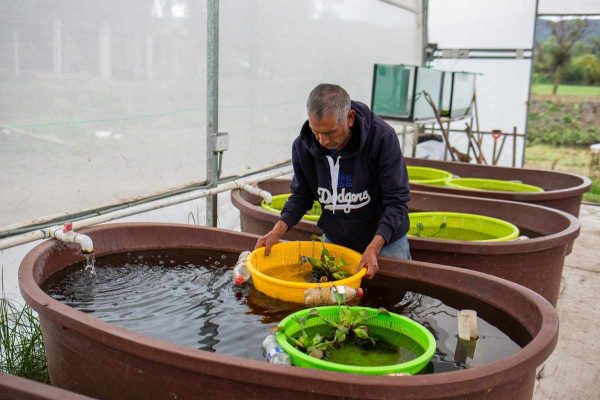 Indígenas de Michoacán y científicos se unen para salvar al achoque, anfibio considerado un elixir