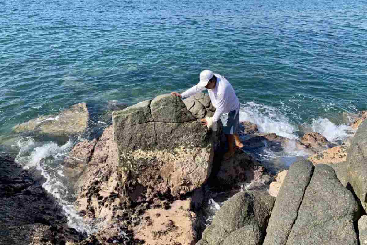 Los tintoreros deben conocer cuál es el tiempo más propicio para buscar al caracol púrpura. 