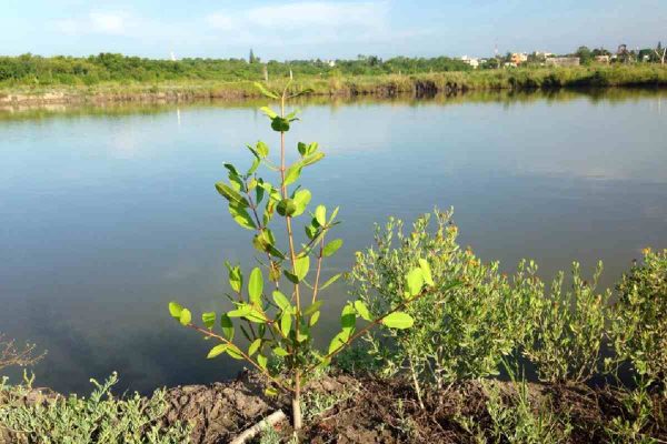 Ordenan reubicar hotel en la Laguna del Carpintero en Tampico; ecologistas exigen estudios ambientales