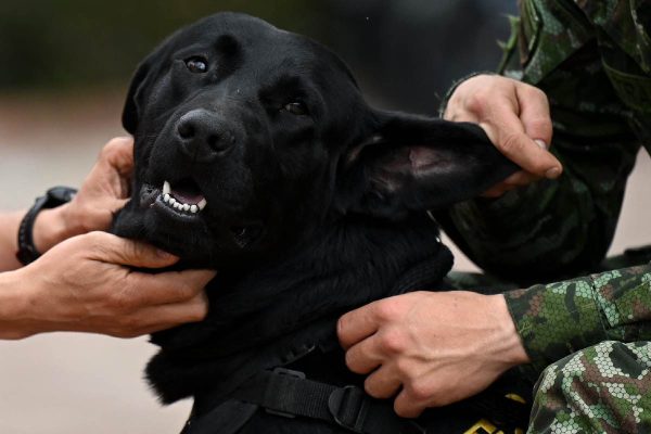 Perritos usados como apoyo emocional en Colombia
