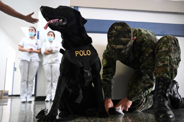 Polo, perro de servicio terapéutico en Colombia