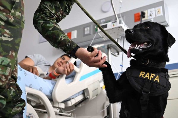 Rafa, uno de los perros terapeutas en el hospital de Colombia