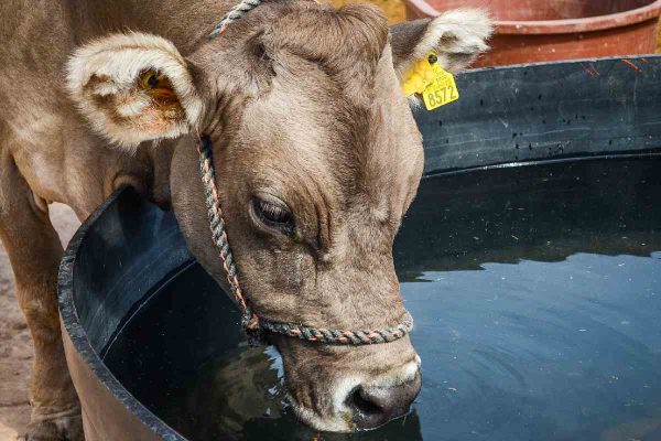 Se revisará la situación del gusano barrenador en México