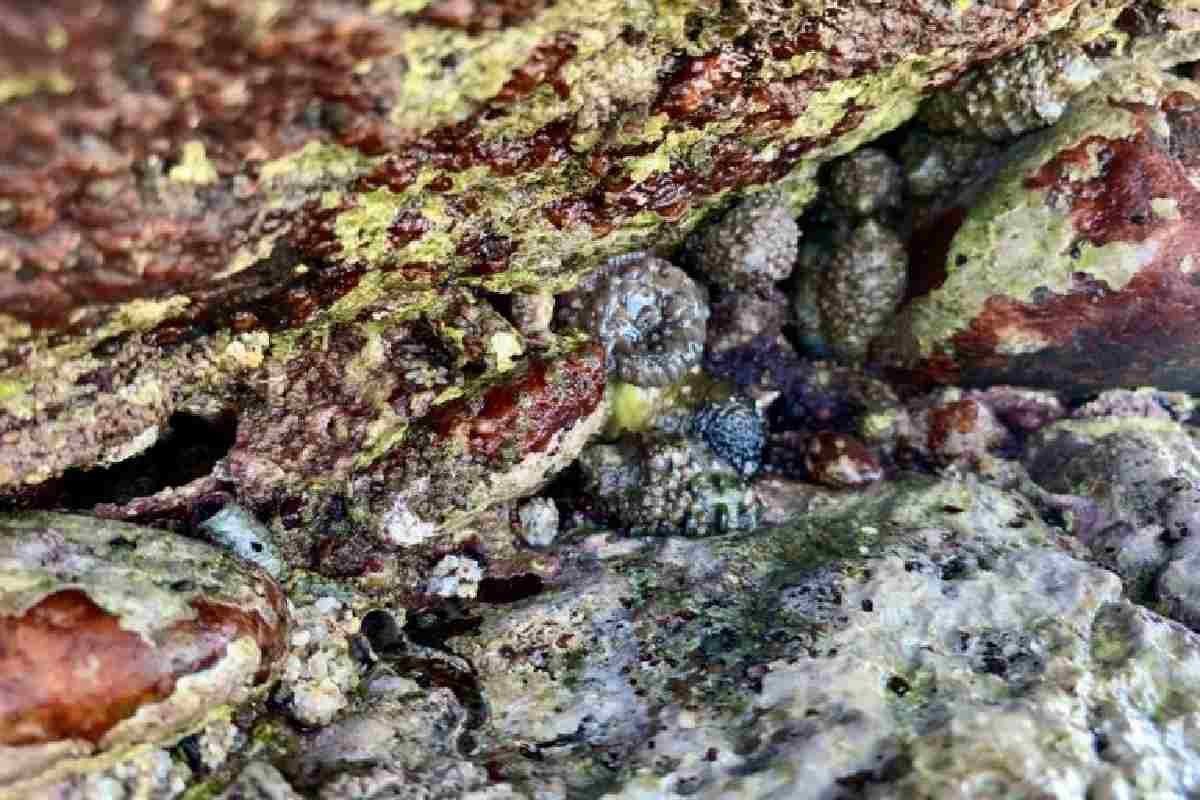 Un grupo de caracoles púrpura se resguardan entre las rocas de la costa.