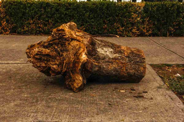 Vecinas denuncian tala de 100 árboles en Benito Juárez para construir centro comercial; frenan obras