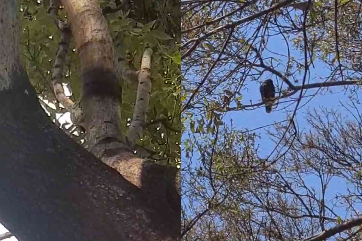 derribo árbol