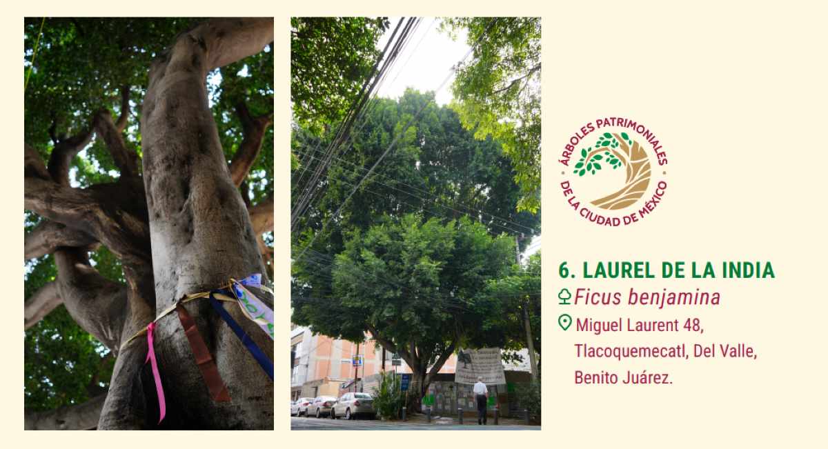 árbol laureano