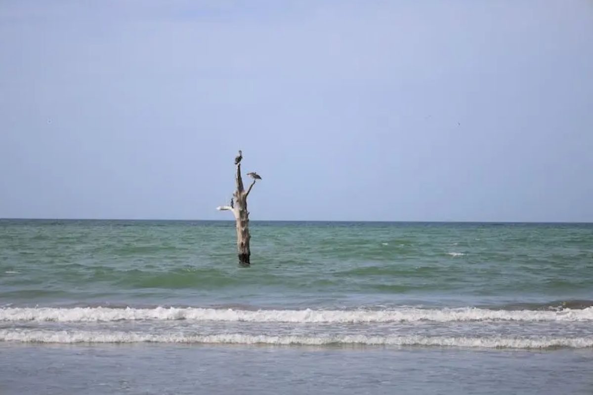 Los árboles son referentes para la comunidad del nivel del agua, una repercusión del cambio climático. Fotografías: Ricardo Miranda y Juan García.