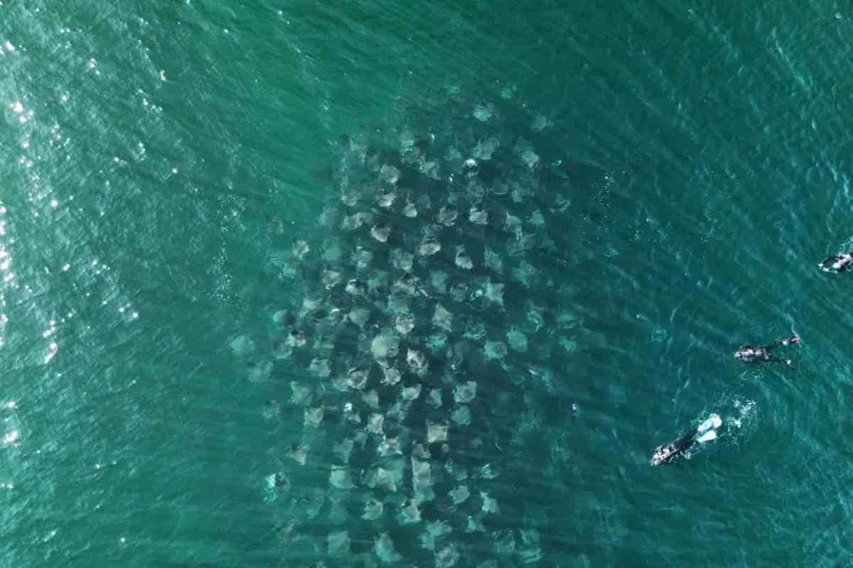 Mobulas en Bahía de los Muertos, Baja California Sur. Fuente: Eliseo Geraldo.