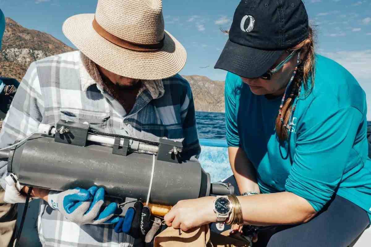 Colecta de muestras de ADN ambiental en Isla Cerralvo en colaboración con el Dr. Adrián Munguía. Fuente: Orgcas.