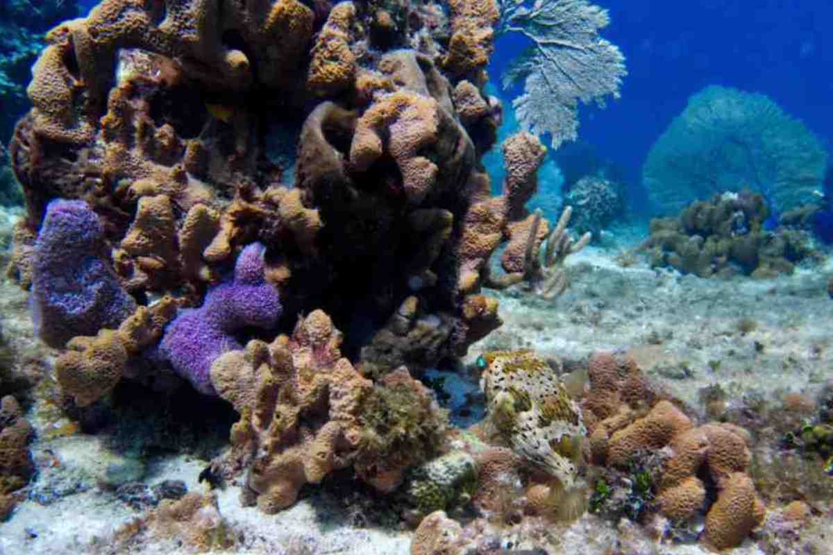 cuarto muelle cozumel cruceros semarnat protestas arrecife