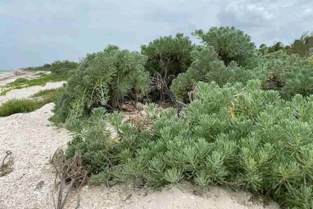 En San Bruno aún es posible hallar una importante duna costera. Fuente Itzel Chan.