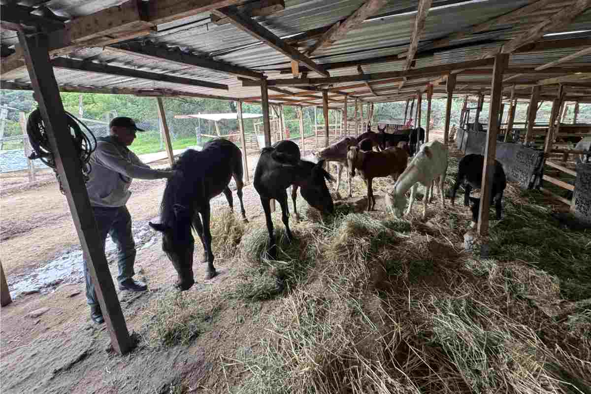 extorsión edomex crimen refugio animales pergatuzoo