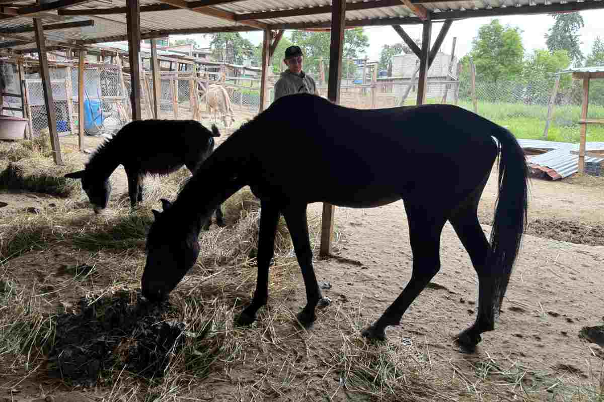 extorsión edomex crimen refugio animales pergatuzoo