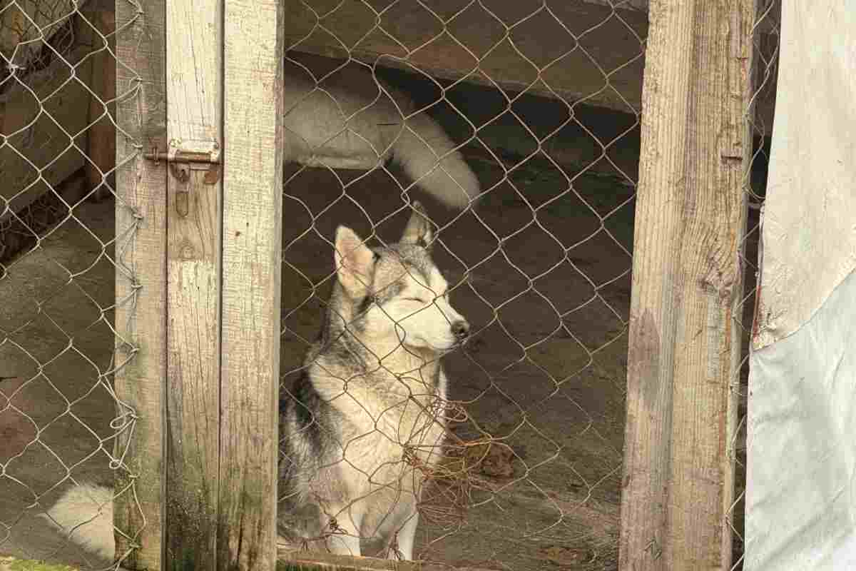 Ni los animales se libran del cártel”: refugio Pergatuzoo en Edomex denuncia extorsión del crimen organizado