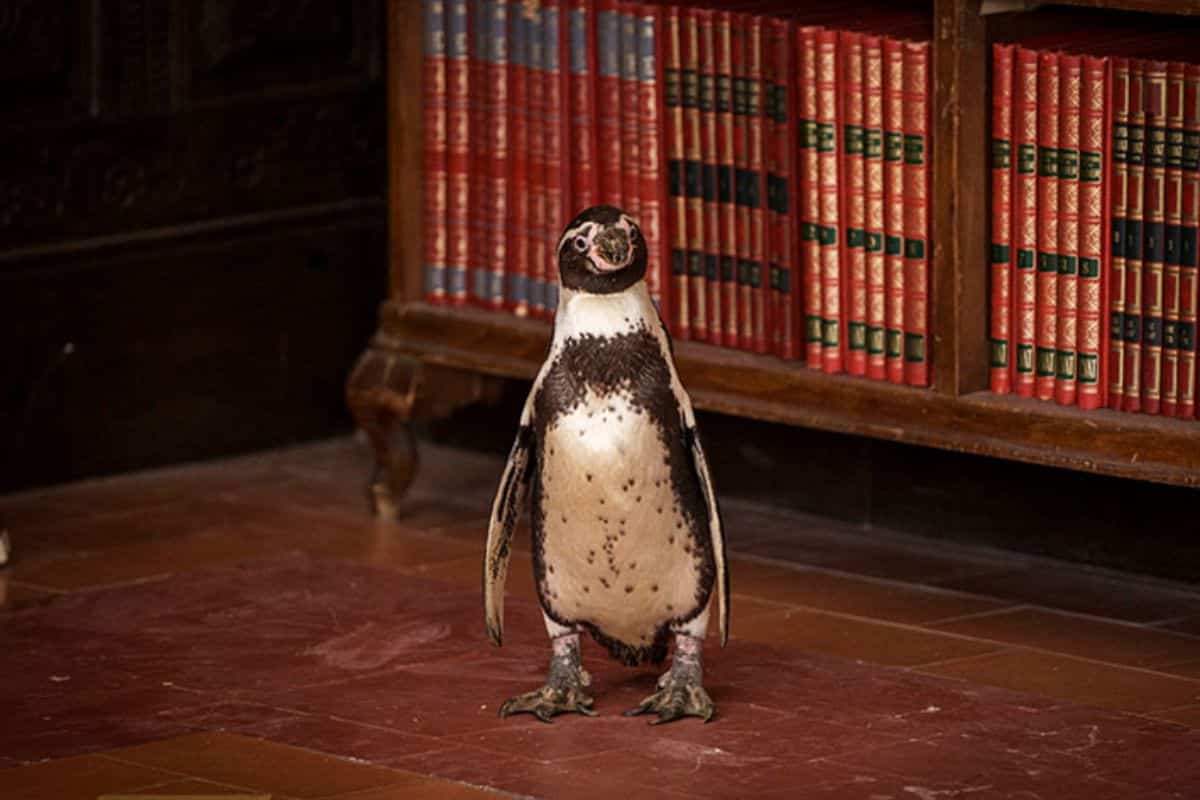 lecciones de un pinguino tom michell