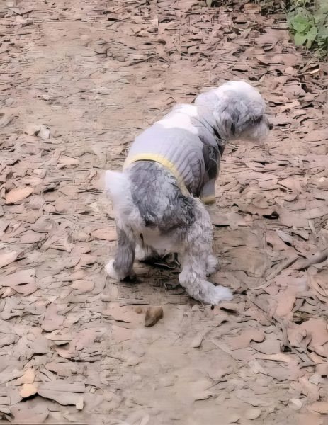 ¿La popó de tu perro sirve como abono? ¡Falso! Te explicamos cómo tirar sus heces para no dañar al medio ambiente