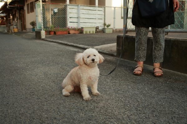 ¿La popó de tu perro sirve como abono? ¡Falso! Te explicamos cómo tirar sus heces para no dañar al medio ambiente