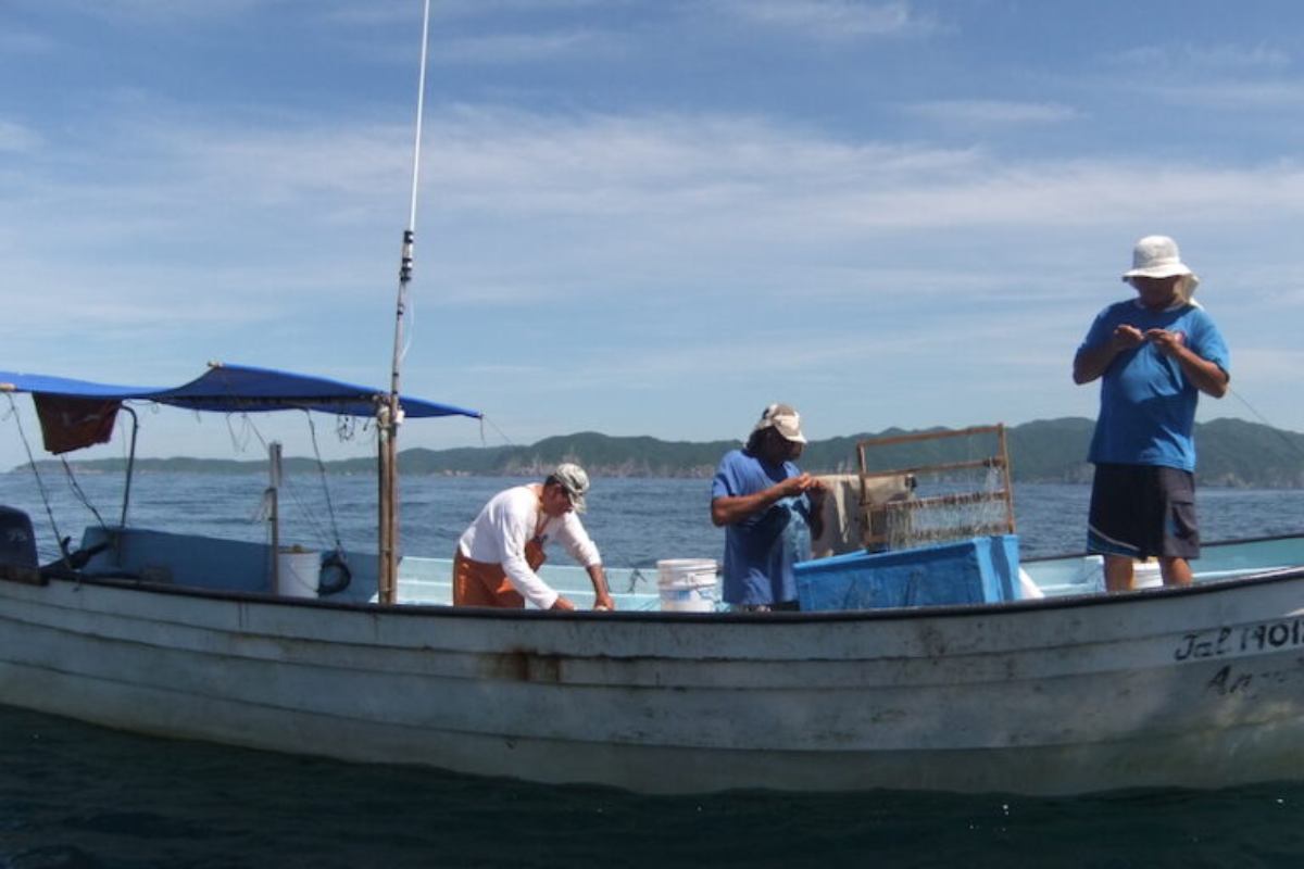 La respuesta de los pescadores a la desorganización y la escasez de recursos marinos ha sido pasar a la captura creciente de especies reservadas a la pesca deportiva. Foto: Marisol Hernández Ramírez