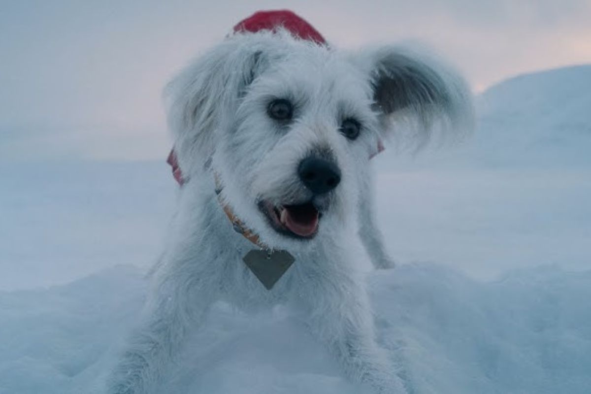 superman reparto krypto james gunn