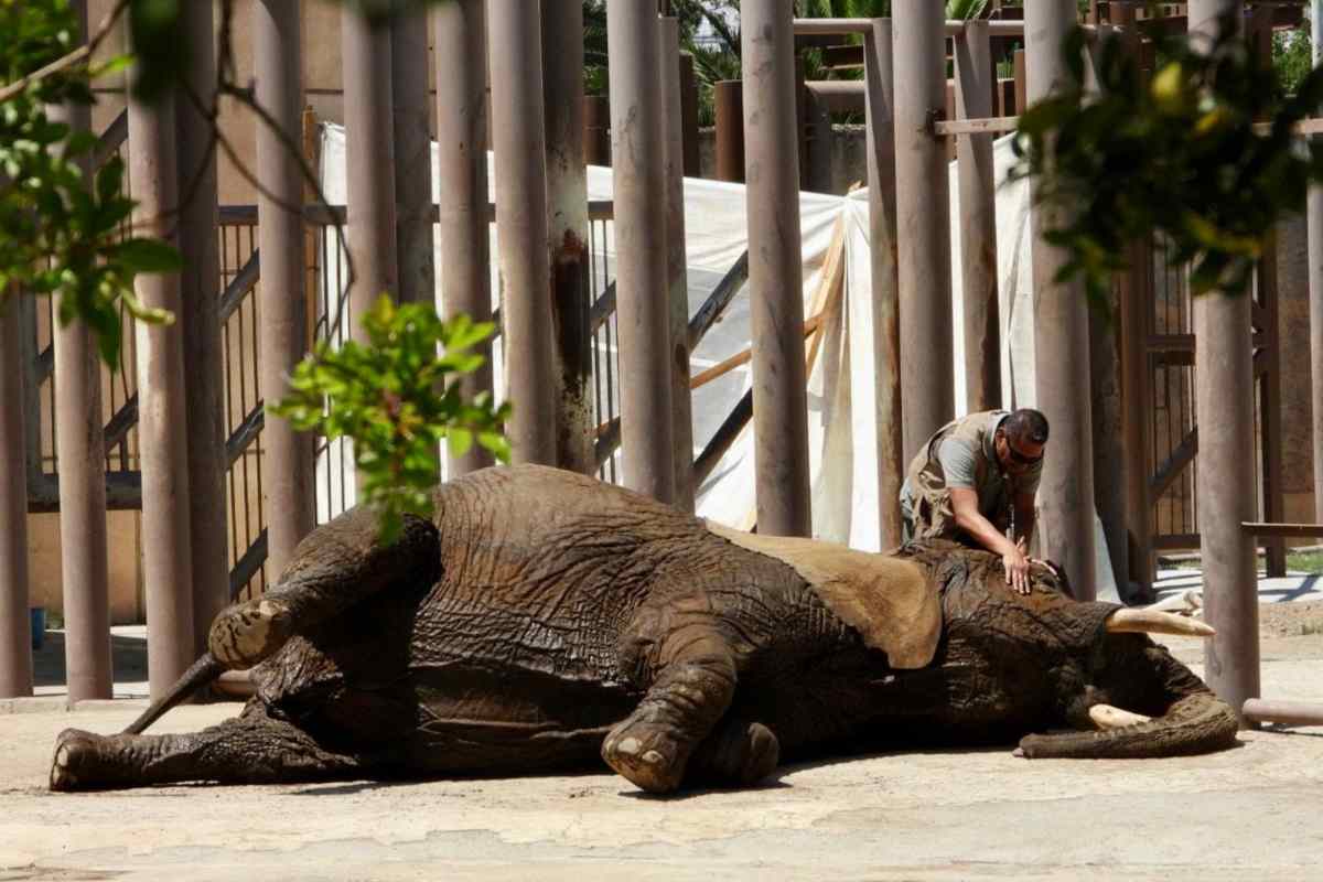 zoológico aragon Elefanta Ely