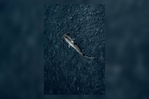 ¿Qué especies de tiburones hay en el Golfo de México? La importancia de protegerlos