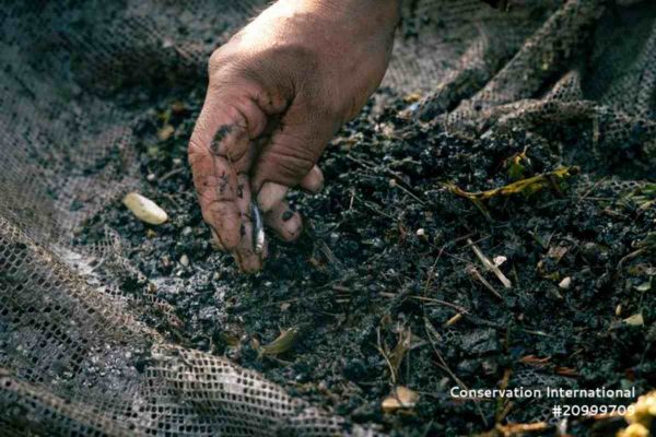 Alertan disminución de ajolotes en vida silvestre tras resultados preliminares de primer censo