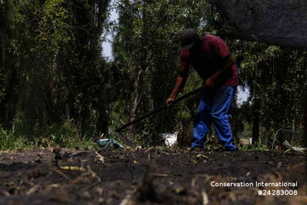 Alertan disminución de ajolotes en vida silvestre tras resultados preliminares de primer censo