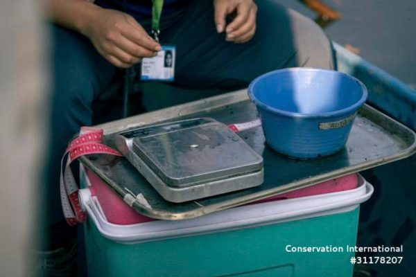 Alertan disminución de ajolotes en vida silvestre tras resultados preliminares de primer censo