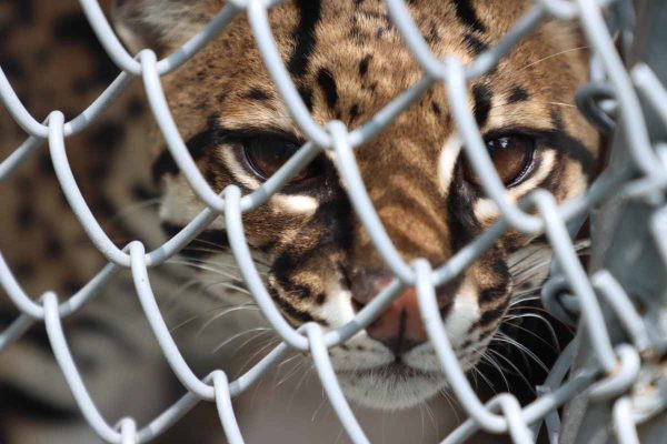Barto, un ocelote rescatado en Cali, Colombia, que tendrá que permanecer el resto de su vida en cautiverio. Foto: cortesía Santiago Wills
