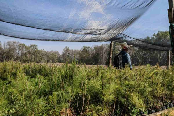 Criminalizan a defensores de montaña en San Pedro Tlalcuapan, Tlaxcala tras linchamiento