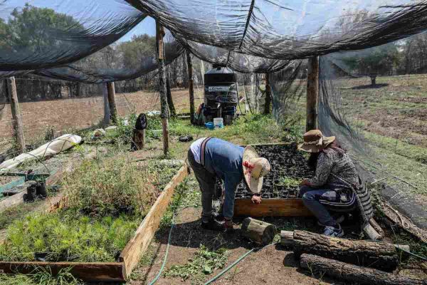 Mujeres que integran el colectivo producen árboles para reforestar las zonas afectadas por la plaga del escarabajo descortezador. Foto: Ginnette Riquelme