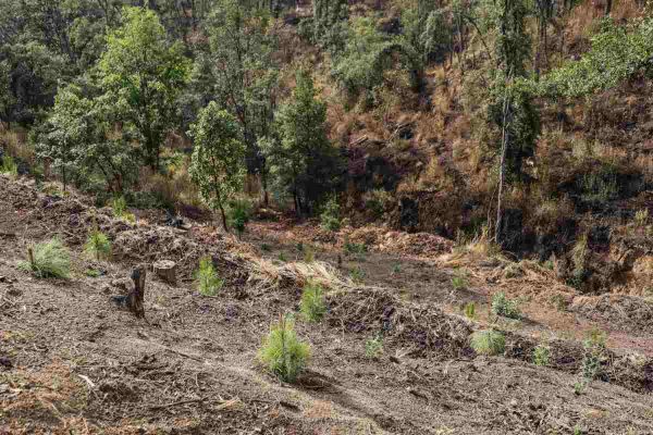 Criminalizan a defensores de montaña en San Pedro Tlalcuapan, Tlaxcala tras linchamiento