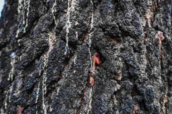 Criminalizan a defensores de montaña en San Pedro Tlalcuapan, Tlaxcala tras linchamiento