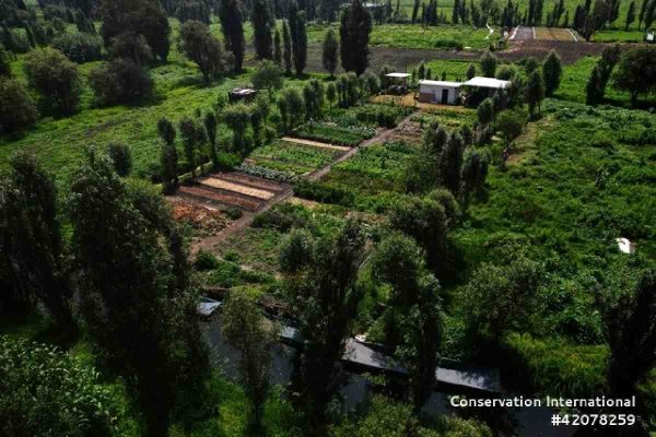 Investigadores de la UNAM usan muestras de ADN ambiental para detectar ajolotes en Xochimilco