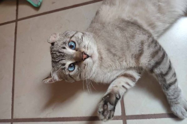 Estudiantes de criminología matan a gato con explosivos en supuesta práctica en Pénjamo, Guanajuato