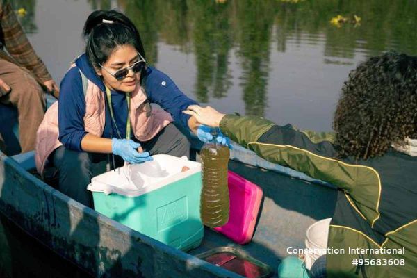 Investigadores de la UNAM usan muestras de ADN para detectar ajolotes en Xochimilco