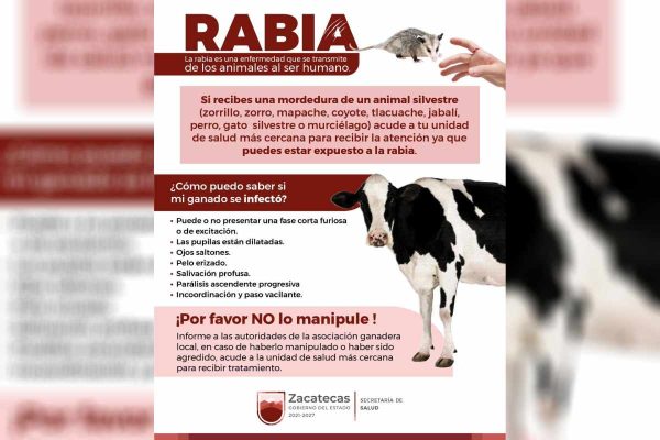 Joven de 17 años muere por probable rabia humana en Zacatecas; fue mordida por un zorrillo