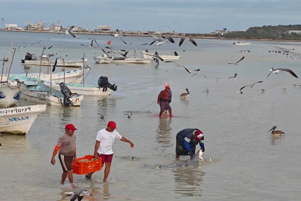La raya ‘balá’, un sustento tras la era del tiburón en Campeche
