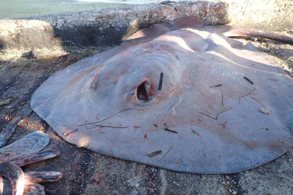 La raya ‘balá’, un sustento tras la era del tiburón en Campeche