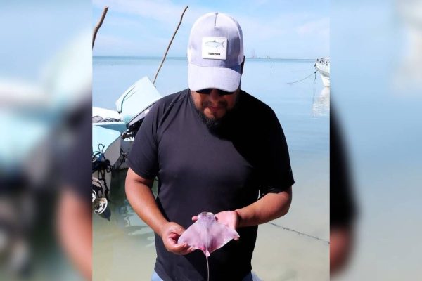 La raya ‘balá’, un sustento tras la era del tiburón en Campeche