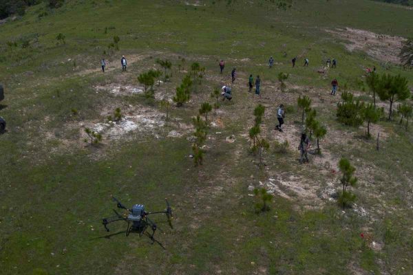 México utiliza drones para dispersar semillas y reforestar bosques afectados por incendios 