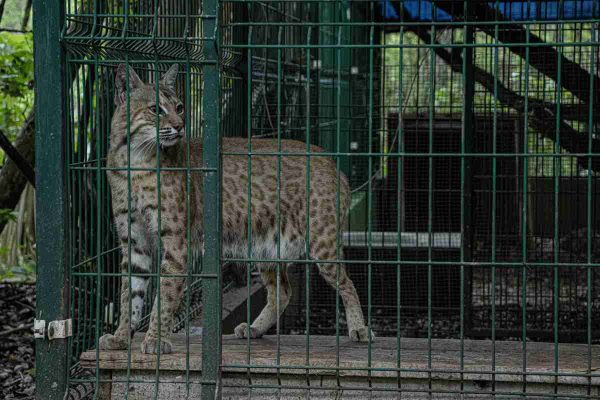 Mitsuo es un lince rojo al que le intentaron quitar los colmillos para tener como mascota. Foto: cortesía Lizeth Ovando