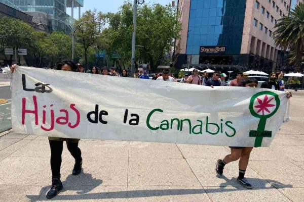 Organizaciones impulsan encuesta de consumo de cannabis para fines terapéuticos 