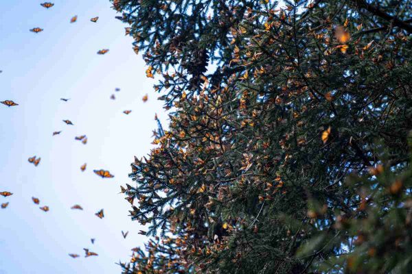 Profepa presenta denuncias ante FGR por tala ilegal en la Reserva de la Biosfera de la Mariposa