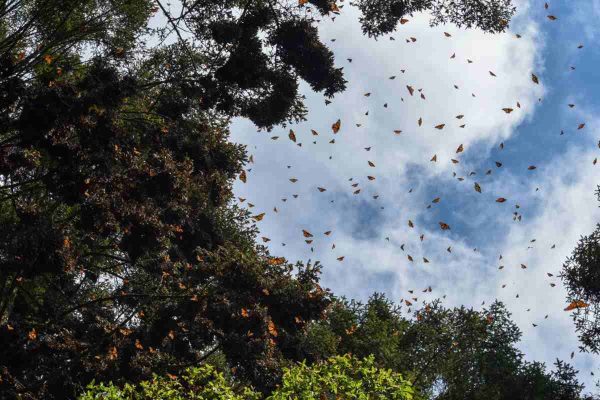 Profepa presenta denuncias ante FGR por tala ilegal en la Reserva de la Biosfera de la Mariposa