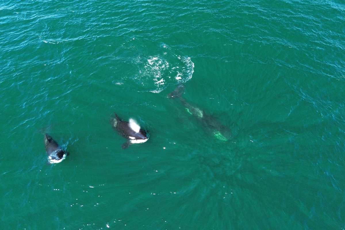 Promoción responsable del nado y avistamiento de orcas
