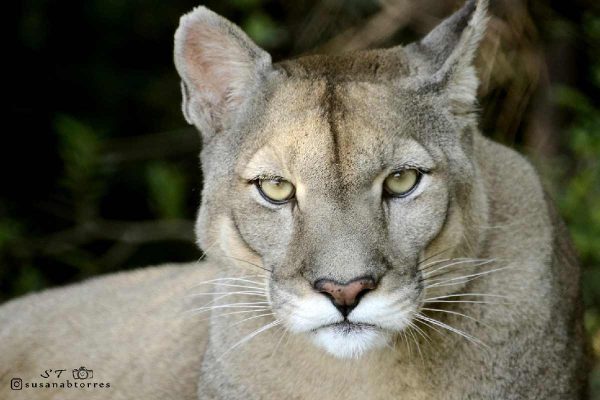 Un puma rescatado de los criaderos para cotos de caza en Argentina. Foto: cortesía Susana Torres