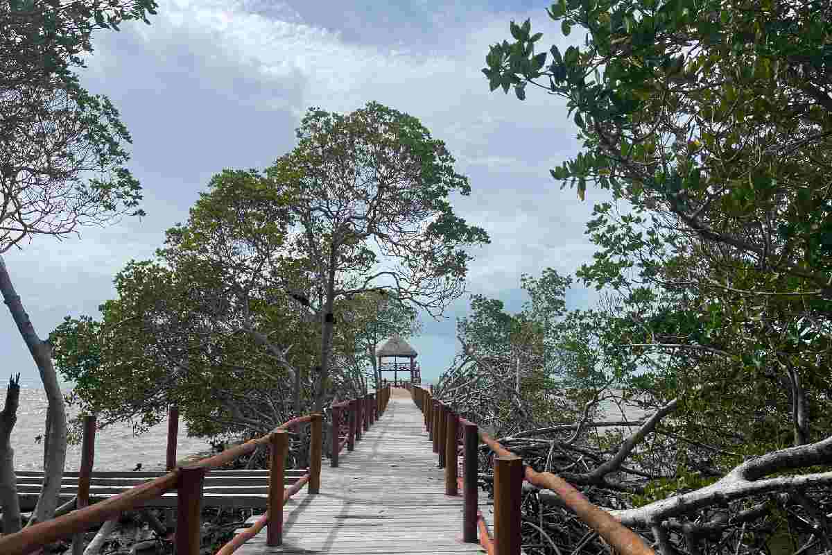 Gobierno mexicano no informó a UNESCO sobre la construcción de proyecto del Ejército en la Reserva de la Biosfera de Sian Ka’an